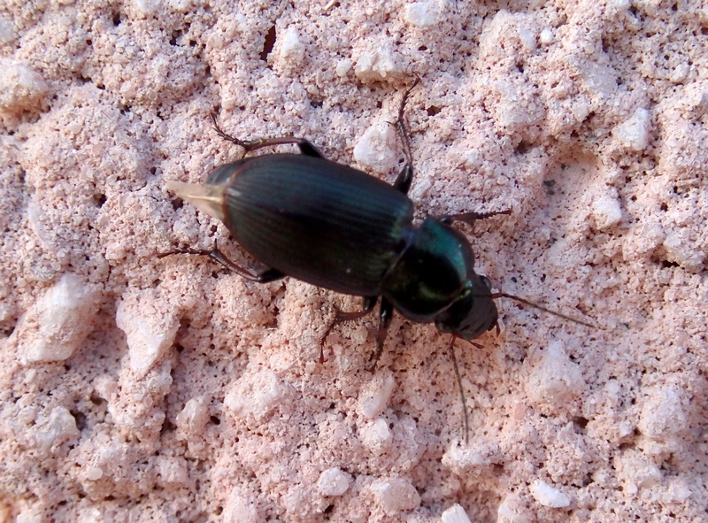 Nalassus sp. e Harpalus distinguendus (cf.)